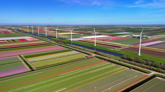 Aerial drone view of tulip fields and windmills in the Netherlands. This beautiful landscape showcases renewable energy thriving in nature.	