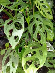 Monstera Adansonii Swiss Cheese Plant Leaves Close Up in Tropical Garden