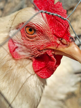 gallina blanca en el corral cabeza pico cresta ojo cara 112432-as26
