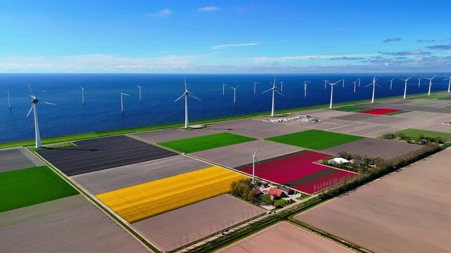 Aerial drone view of tulip fields and windmills in the Netherlands. This beautiful landscape showcases renewable energy thriving in nature.	