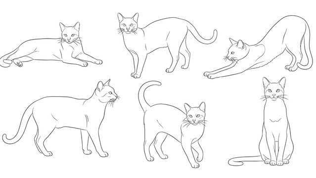 Series of six cat sketches in diverse natural poses including stretching, sitting, and walking illustrated in clean line art.