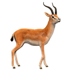 3D Rendering Grants Gazelle on White © photosvac