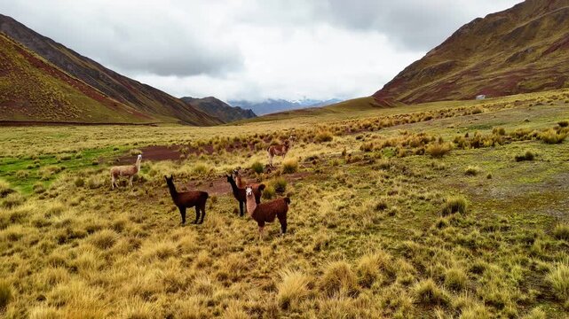 Many llamas grazing against the backdrop of the colorful mountains in the Vinicunca area, Peru. Aerial drone view, South America.	