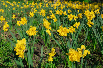 Yellow daffodils blooming in spring on green grass background.

