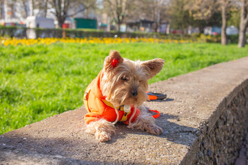 Yorkshire terrier dog wearing orange sweater during spring walk outdoors