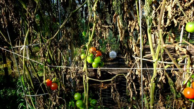 Close up of cluster of ripe and green cherry tomatoes hanging from dying vine and moving camera away revealing withering plants after first frost