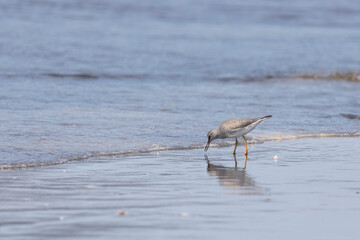 Gray-tailed tattler, Kunashir island, Russia