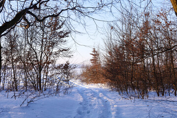 Obraz premium A narrow snowy path with footprints leads through dense thickets of shrubs with dry brown leaves under a clear winter sky. The contrast between the warm tones of the branches and the white blanket of 