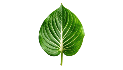A single green leaf with prominent veins is centered against a neutral background, showcasing its natural texture and structure from a direct viewpoint, similar to J (1555).png