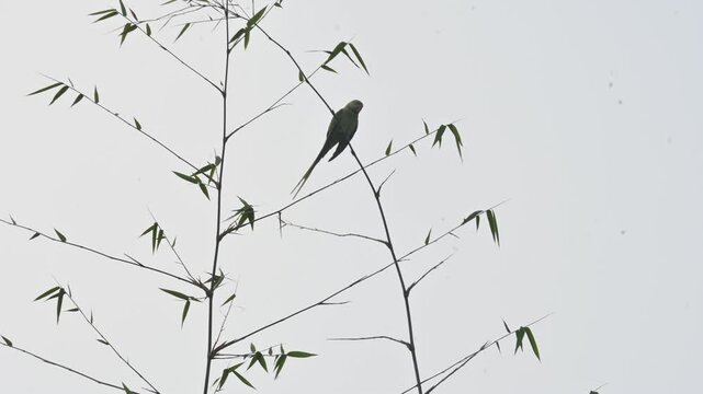 A alexandrine parakeets perches on a thin,  bamboo branch. Bird has a long tail, a vibrant red beak, and a faint dark ring around its neck. Parakeet&nbsp;is any one of many small sized&nbsp;species&nbsp;of&nbsp;parrot.