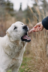Fototapeta premium Dog, outdoor treat feeding in a field, hand offering snack to eager canine, closeup of mouth and smiling face amid grassy meadow and soft natural light, warm friendly moment