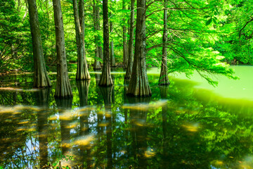 Fototapeta premium 水面に立つラクウショウ（別名ヌマスギ） ジブリの世界へ、水面に浮かぶ生命の輝き。奇跡の絶景 (福岡県篠栗町) Bald cypress (also known as swamp cedar) standing on the water's surface.