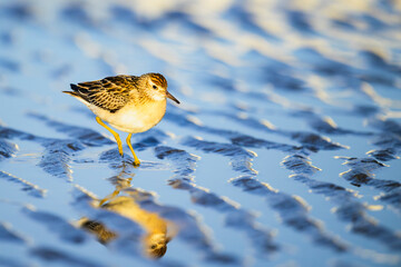 干潟の上を歩くウズラシギ