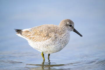 コオバシギの幼鳥