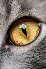 Close-Up of a Cat s Striking Gold Eyes and Detailed Fur with an Intense Stare in Soft Background © Ilja
