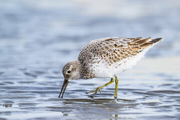採餌するオバシギの幼鳥