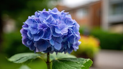 Vibrant blue flower blooms prominently against a softly blurred residential background