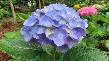 Vibrant blue and purple mophead bloom stands prominently amidst surrounding foliage