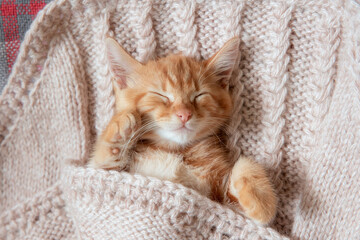 Obraz premium Cute ginger kittens sleeping on a blanket. Cat's dream. The concept of Happy adorable feline pets.