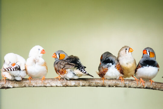 Row of zebra finches perched on a branch with orange beaks against a soft green background