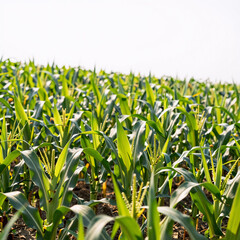 Obraz premium A lush field of young corn plants stretching under bright sunlight, isolated against a white background
