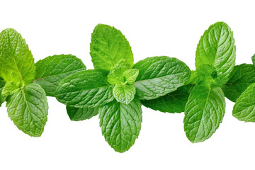 Fresh mint leaves isolated on a transparent background, showcasing vibrant green color and detailed textures for culinary or herbal use.
