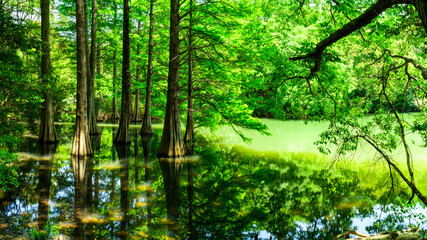 Fototapeta premium 水面に立つラクウショウ（別名ヌマスギ） ジブリの世界へ、水面に浮かぶ生命の輝き。奇跡の絶景 (福岡県篠栗町) Bald cypress (also known as swamp cedar) standing on the water's surface.