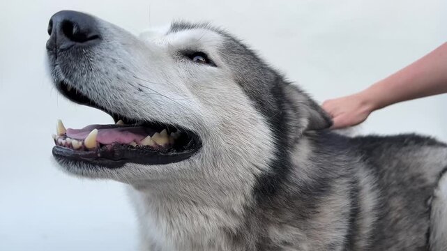 Sled dog smiles brightly while basking in the sun at the park, showcasing a friendly and playful nature that brings joy to everyone around.