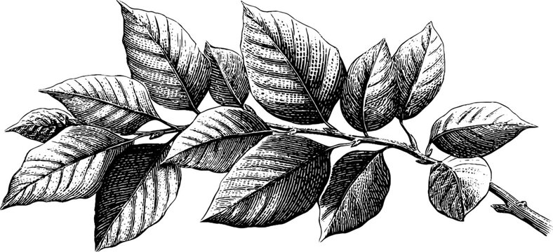 Vintage botanical engraving of beech tree branch with leaves - retro nature design