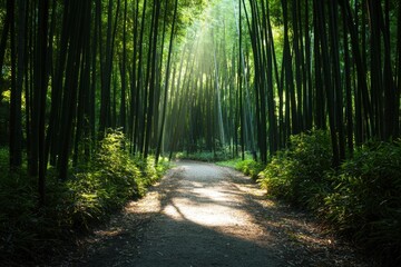 Obraz premium Idyllic bamboo forest path with sunlight streaming through tall green stalks creating peaceful and serene atmosphere in natural setting