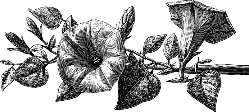 Vintage botanical illustration of field bindweed vine for botanical design and decor