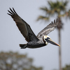 Flying brown pelican in focus against a blurred background