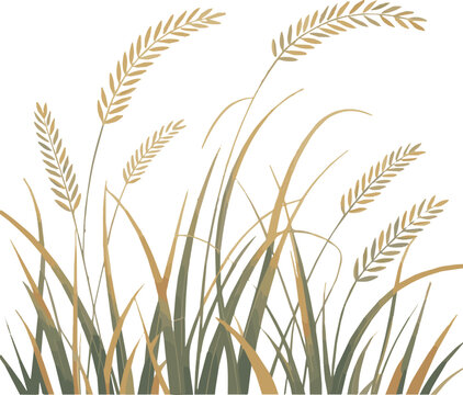 Create a Ornamental grass in sunlight vector art with white background.