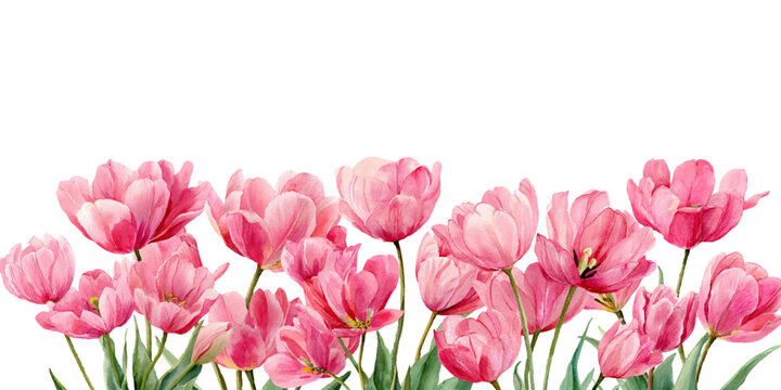 Delicate pink tulips in watercolor style, vintage floral pattern. Isolated flower illustration with realistic details, ideal for spring decorations and botanical artwork. Vector illustration.