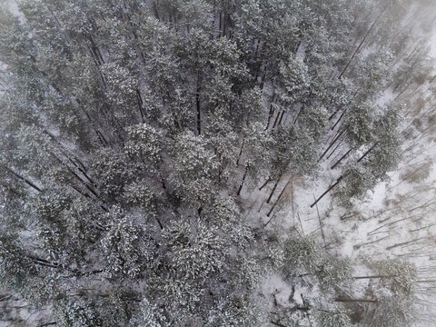 Aerial view of snow-laden treetops create a mesmerizing mosaic of white against the dark forest floor, Banska Bystrica, Banska Bystrica Region, Slovakia.