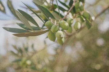 Olives on branch colour change from light green to pink unripe harvest © moryachka