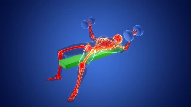 Human Exercising Heavy Weight Dumbbell Flys Anatomy Animation Concept
