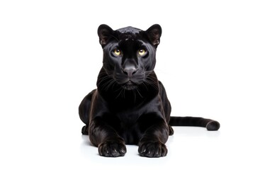 Panther wildlife animal mammal.