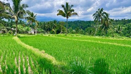 Obraz premium rice field in thailand with coconut trees