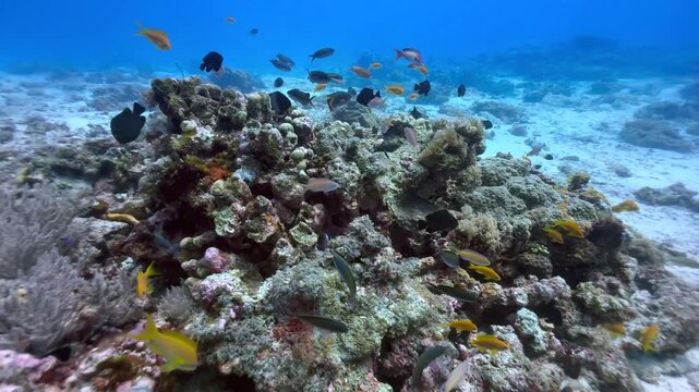 Looking around the coral reef with tropical fish near Mnemba Island, Zanzibar, Tanzania.