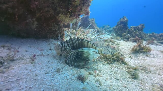 Common lionfish ort devil firefish (Pterois miles) near Mnemba Island, Zanzibar, Tanzania.