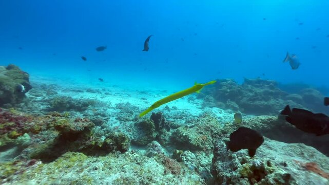 Yellow Chinese trumpetfish (Aulostomus chinensis) swimming near Mnemba Island, Zanzibar in Tanzania.