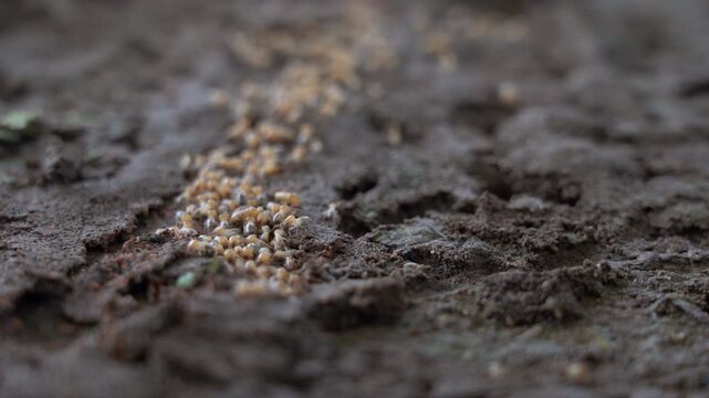 Termites walk on the ground and then descend into nests underground.