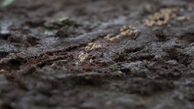 Termites walk on the ground and then descend into nests underground.