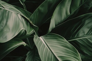 Fototapeta premium Tropical leaves vegetation blossom person.