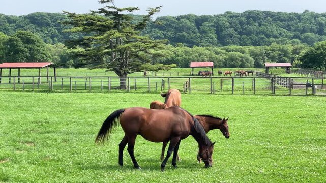 サラブレッドの親子、北海道日高地方