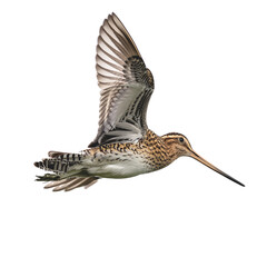 snipe, in flight, game, bird, forest, wild, hunting, to hunt, nature, on the move, on the ground