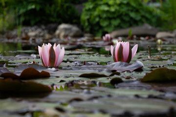 zwei rosafarbene Seerosen im Teich, seitliche Perspektive © Isolde