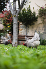 Grey purebred chickens graze near the chicken coop in the yard - poultry farming