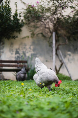 Grey purebred chickens graze near the chicken coop in the yard - poultry farming